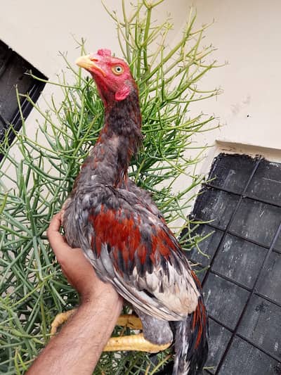 Sindhi Aseel patha murga mushka , saletha long height