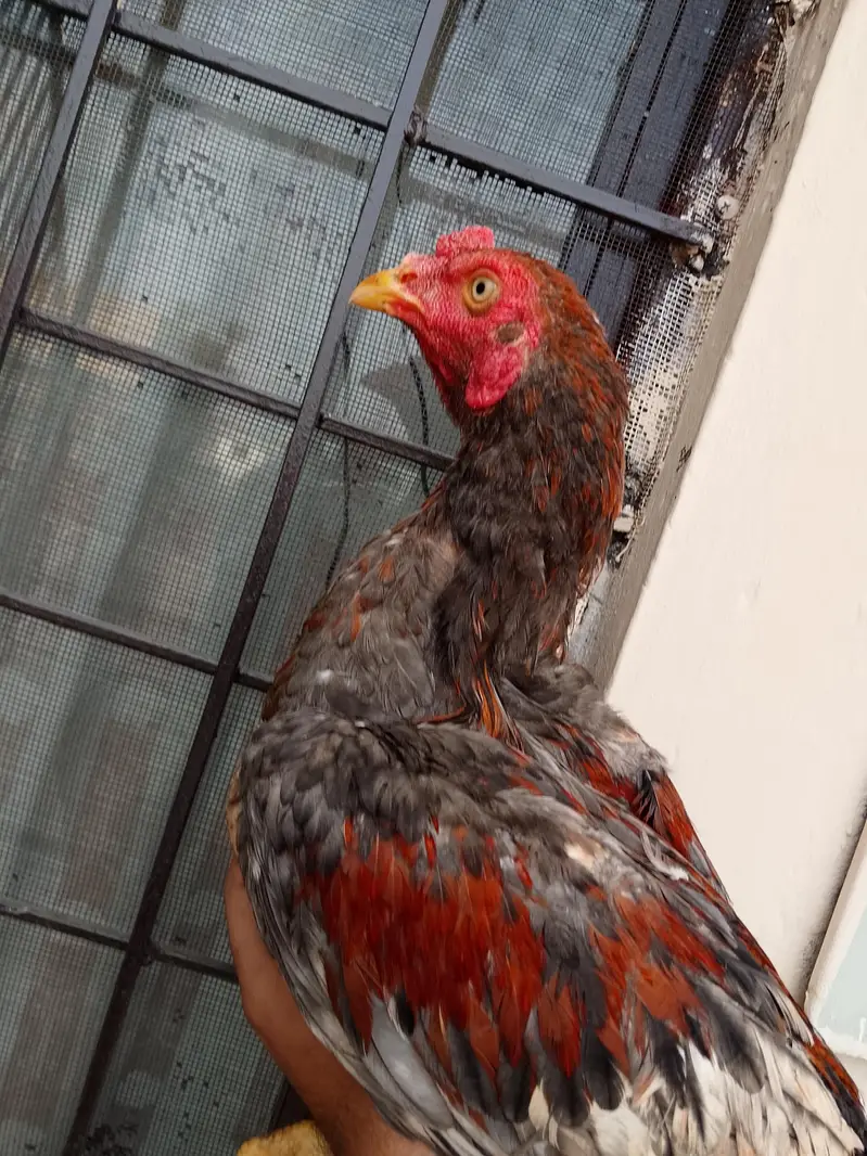 Sindhi Aseel patha murga mushka , saletha long height — photo 2