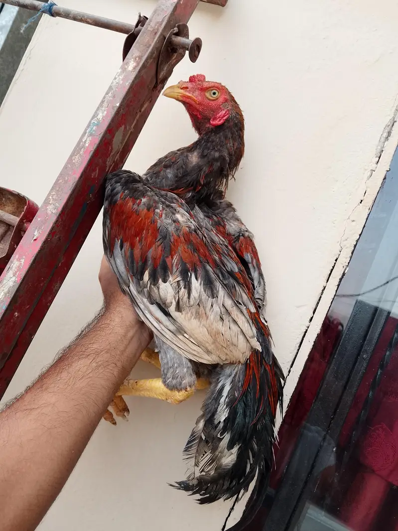 Sindhi Aseel patha murga mushka , saletha long height — photo 10