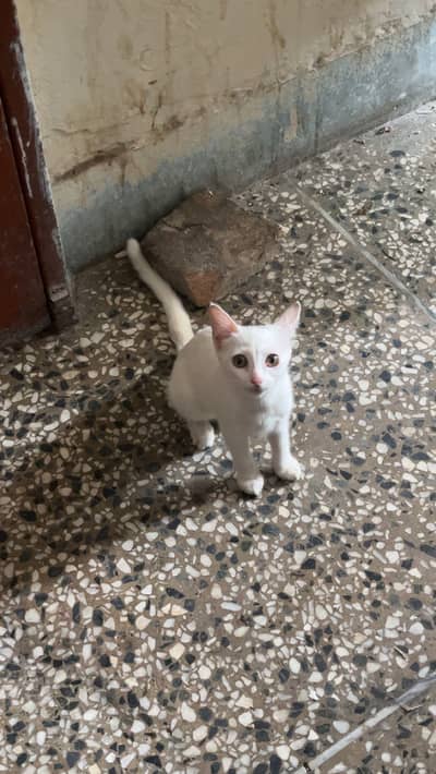 Kitten