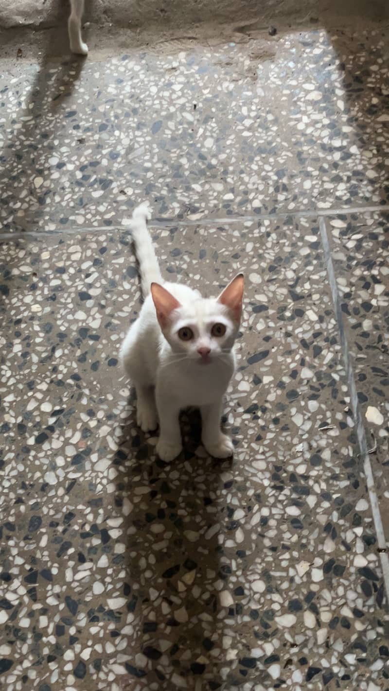 Kitten 1