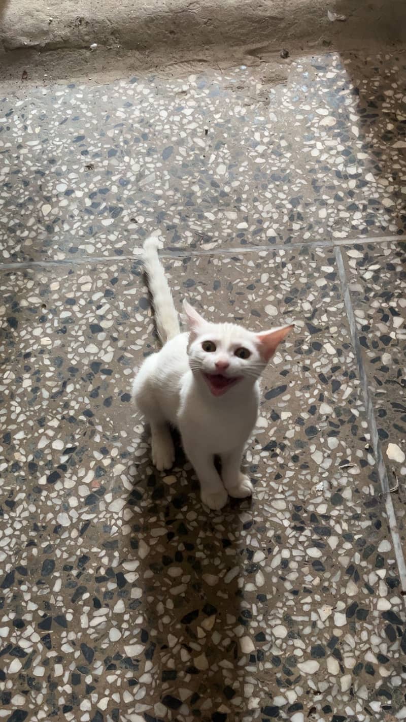 Kitten 2