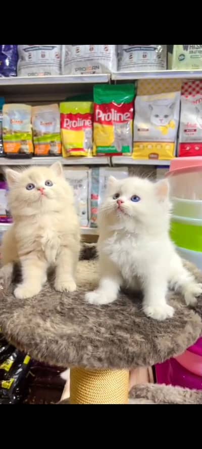 Quality Persian cat & Kittens Male & female available for sale