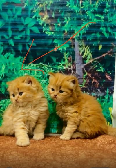 Persian cat and kitten punch face triple coated