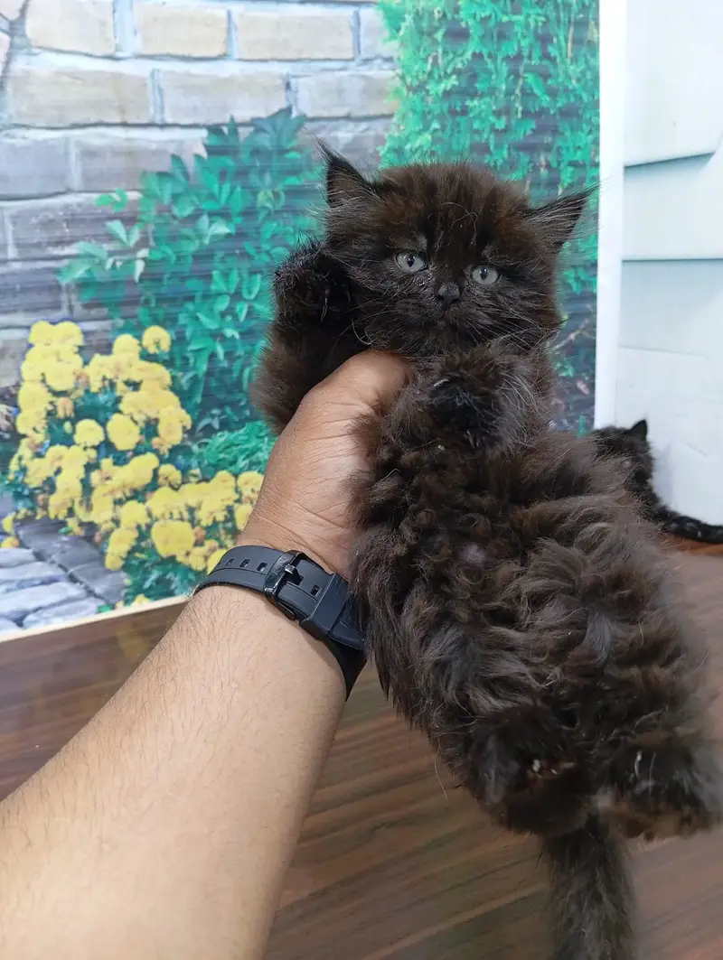 Persian cat and kitten punch face triple coated