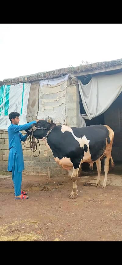 For sale contact number 03422112672
