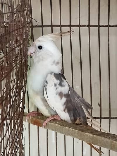 Eno pied & v pied cockatiel semi hand tame 2 patha cocktail