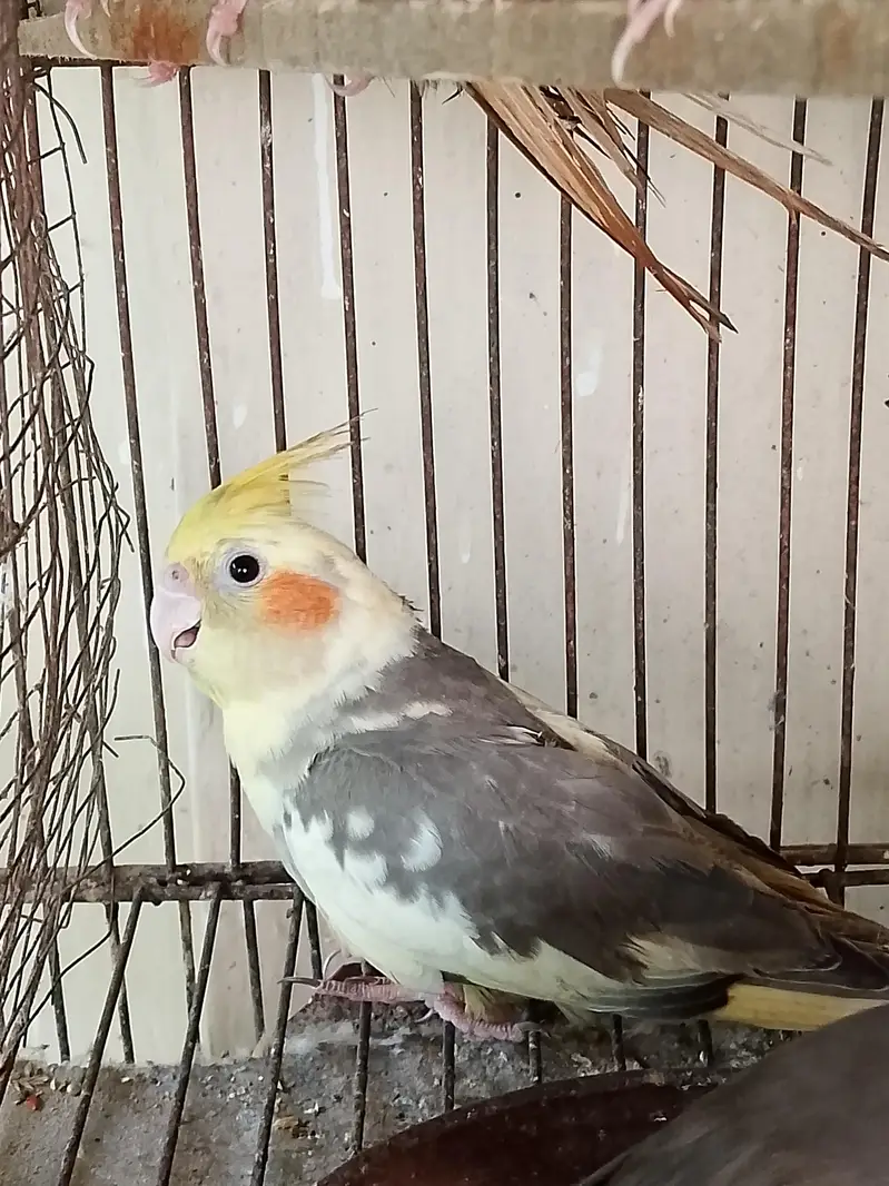 Eno pied & v pied cockatiel semi hand tame 2 patha cocktail — photo 2