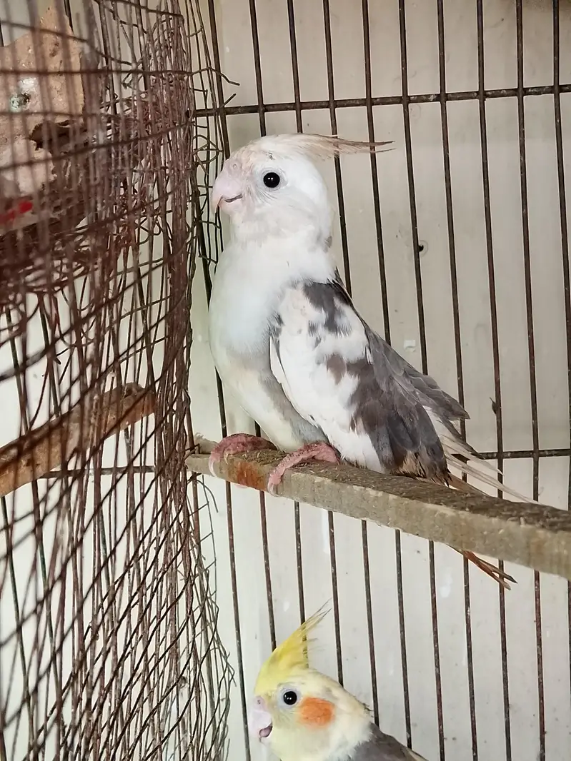 Eno pied & v pied cockatiel semi hand tame 2 patha cocktail — photo 3