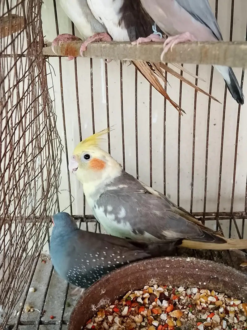 Eno pied & v pied cockatiel semi hand tame 2 patha cocktail — photo 4