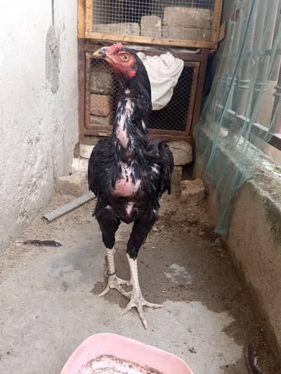 HIGH QUALITY PATHA FOR SALE
