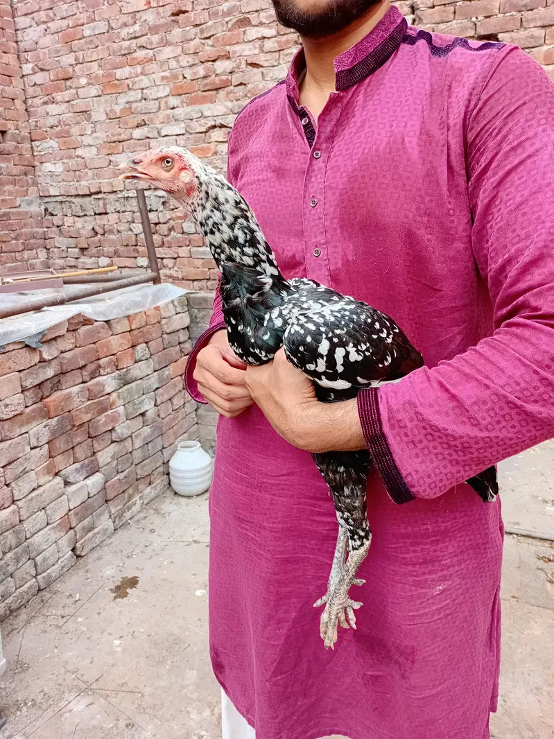 Thai aseel murgi available 03350661457 — photo 5