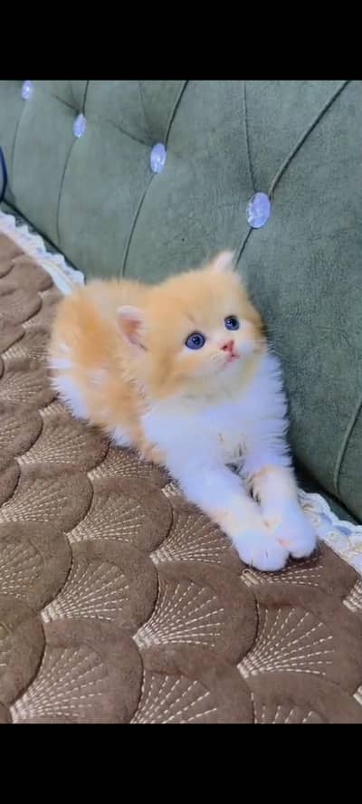 Quality Persian cat & Kittens Male & female available for sale