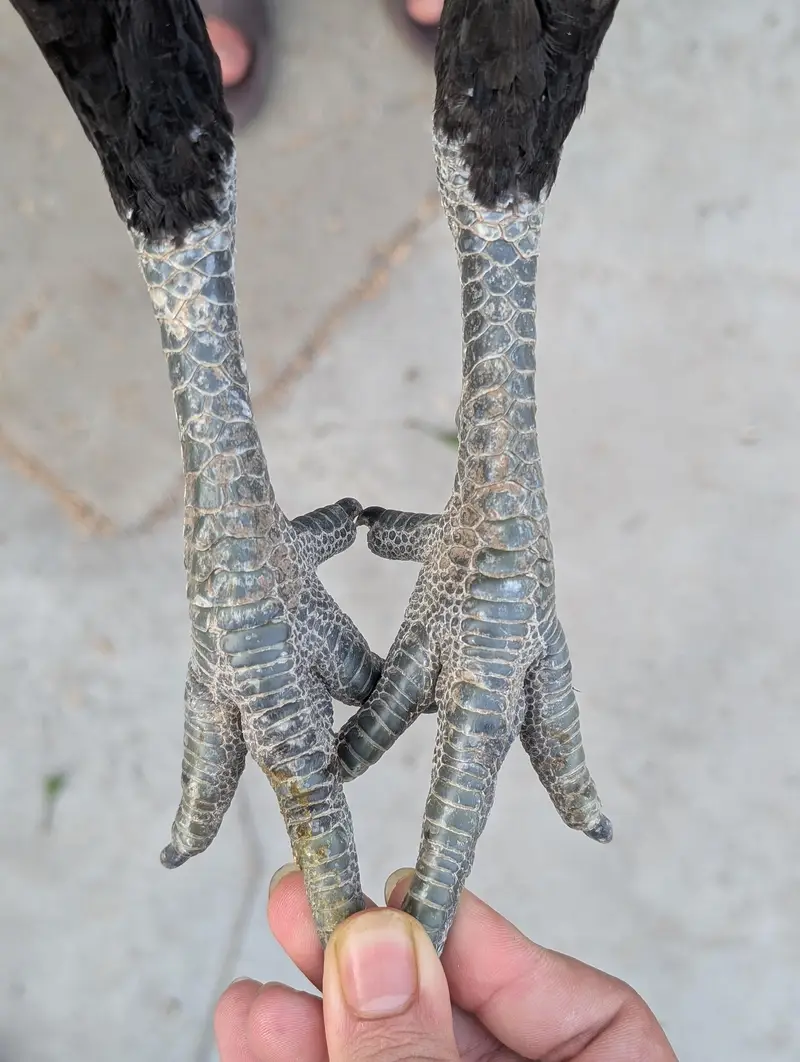 Aseel Imported Bloodline (Thai Dragon and Thai Trat) — photo 5