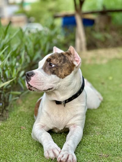4-Month-Old American Pitbull Puppy
