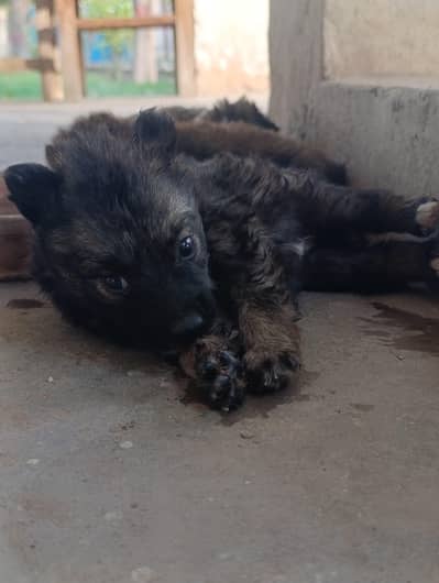 Russian male puppy for sell each price 8k saray male hai