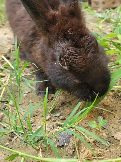 full black rabbits for sale