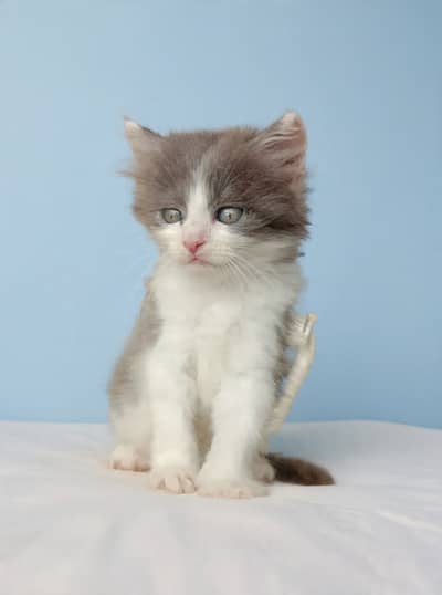 persian kitten male