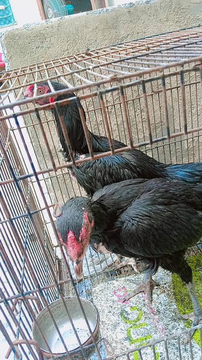 aseel murga murgi murgee egg dati hy urgent sale because we r shifting