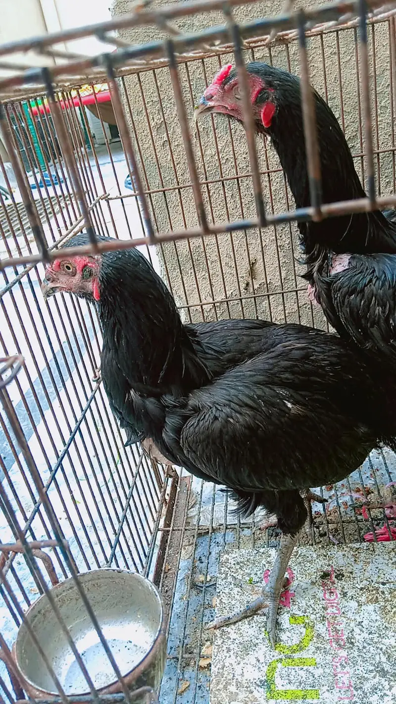 aseel murga murgi murgee egg dati hy urgent sale because we r shifting — photo 2