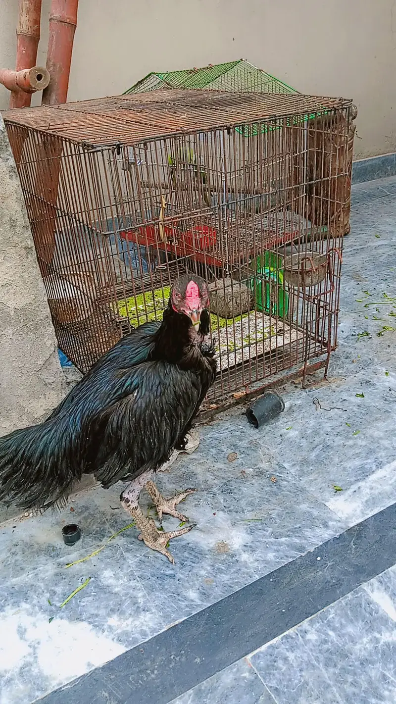aseel murga murgi murgee egg dati hy urgent sale because we r shifting — photo 3