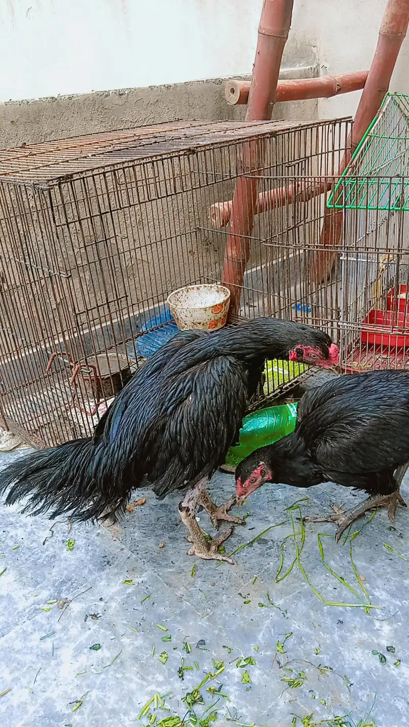 aseel murga murgi murgee egg dati hy urgent sale because we r shifting — photo 4