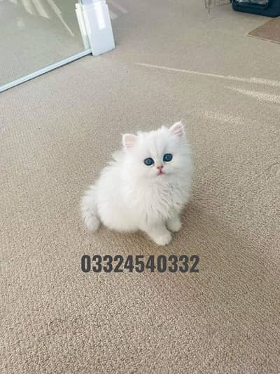 persian kittens|triple Coated|Punch Face kittens_cute|fluffy_quality