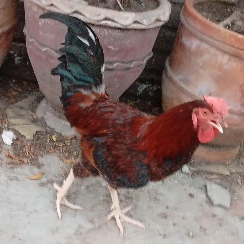 Dessi murga 7 month age. Ghr ka chota pala ha — photo 4