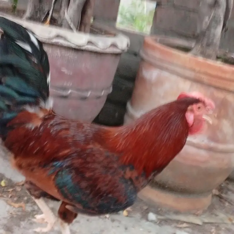 Dessi murga 7 month age. Ghr ka chota pala ha — photo 6