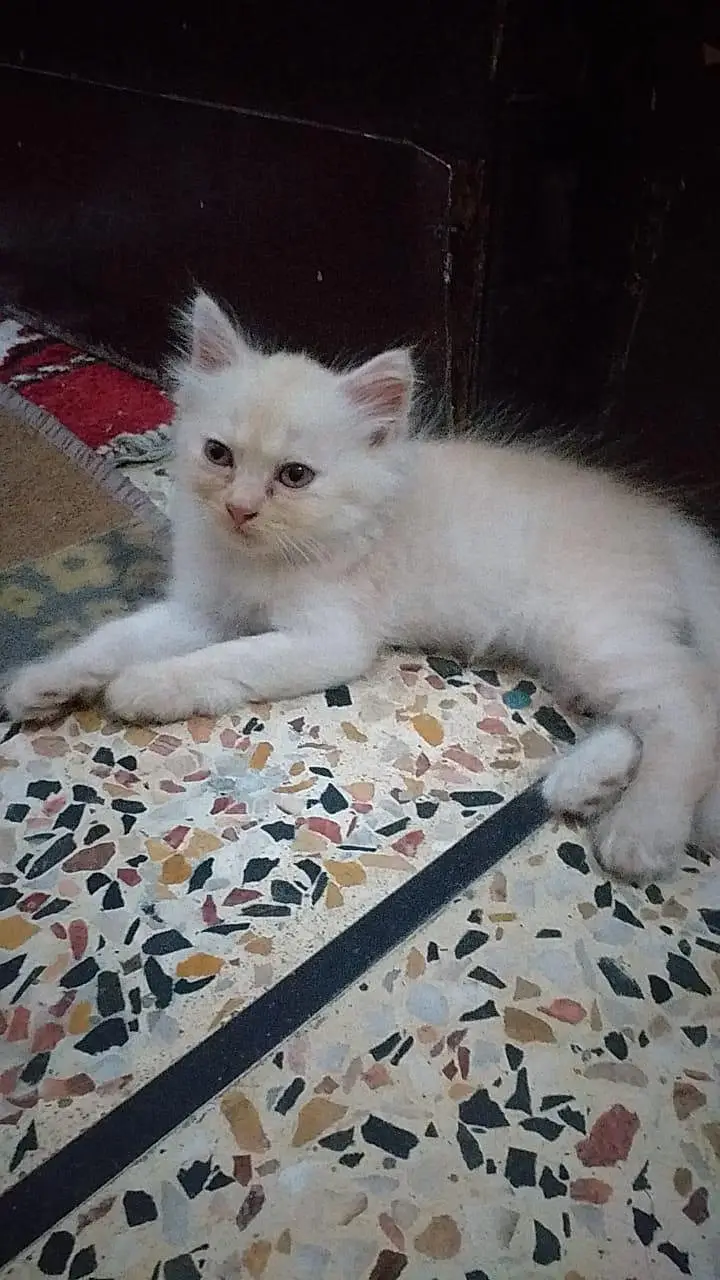 persian kittens — photo 3