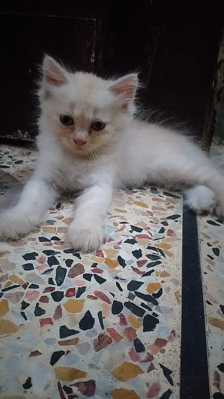 persian kittens — photo 4