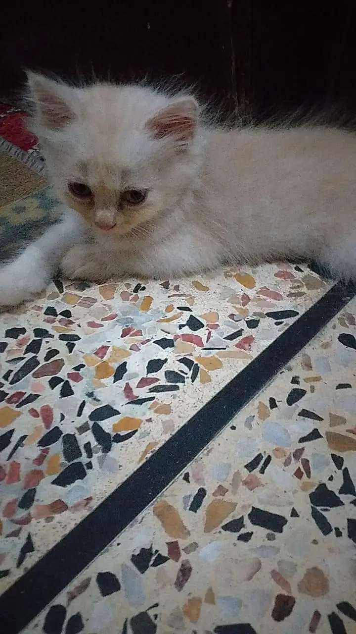persian kittens — photo 5