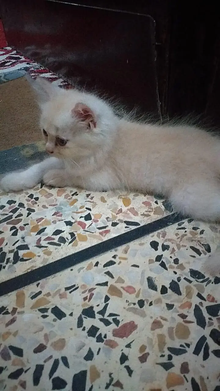 persian kittens — photo 6