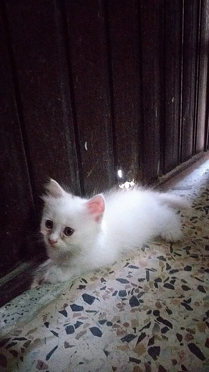 persian kittens — photo 7