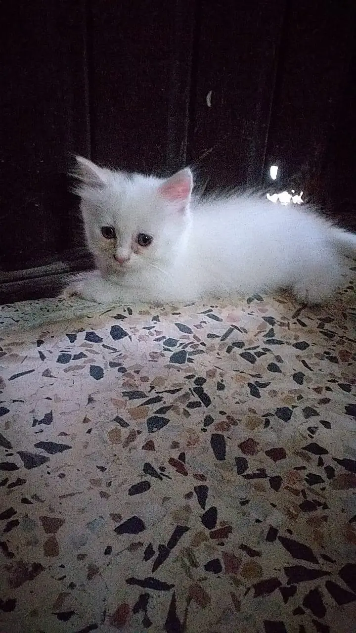 persian kittens — photo 8