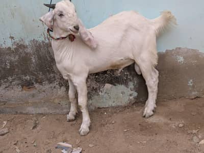 Gulabi Bakra for sale