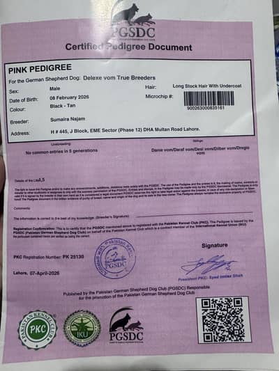 Top class German shepherd puppy imported blood line puppy