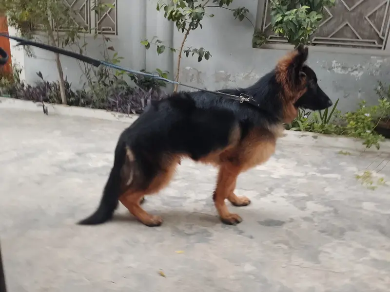 Top class German shepherd puppy imported blood line puppy — photo 3