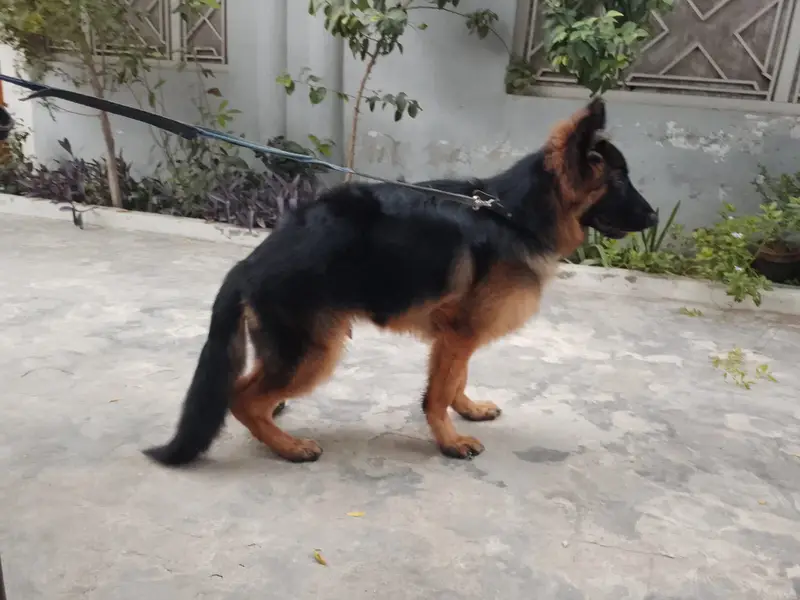 Top class German shepherd puppy imported blood line puppy — photo 4