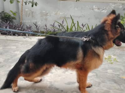 Top class German shepherd puppy imported blood line puppy