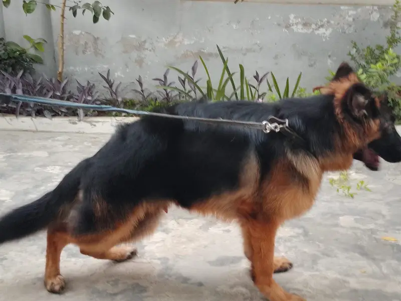 Top class German shepherd puppy imported blood line puppy — photo 6