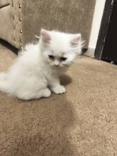 White male kitten