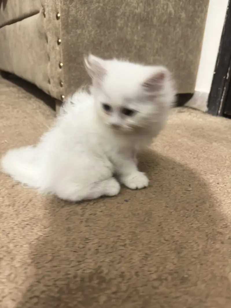 White male kitten — photo 2