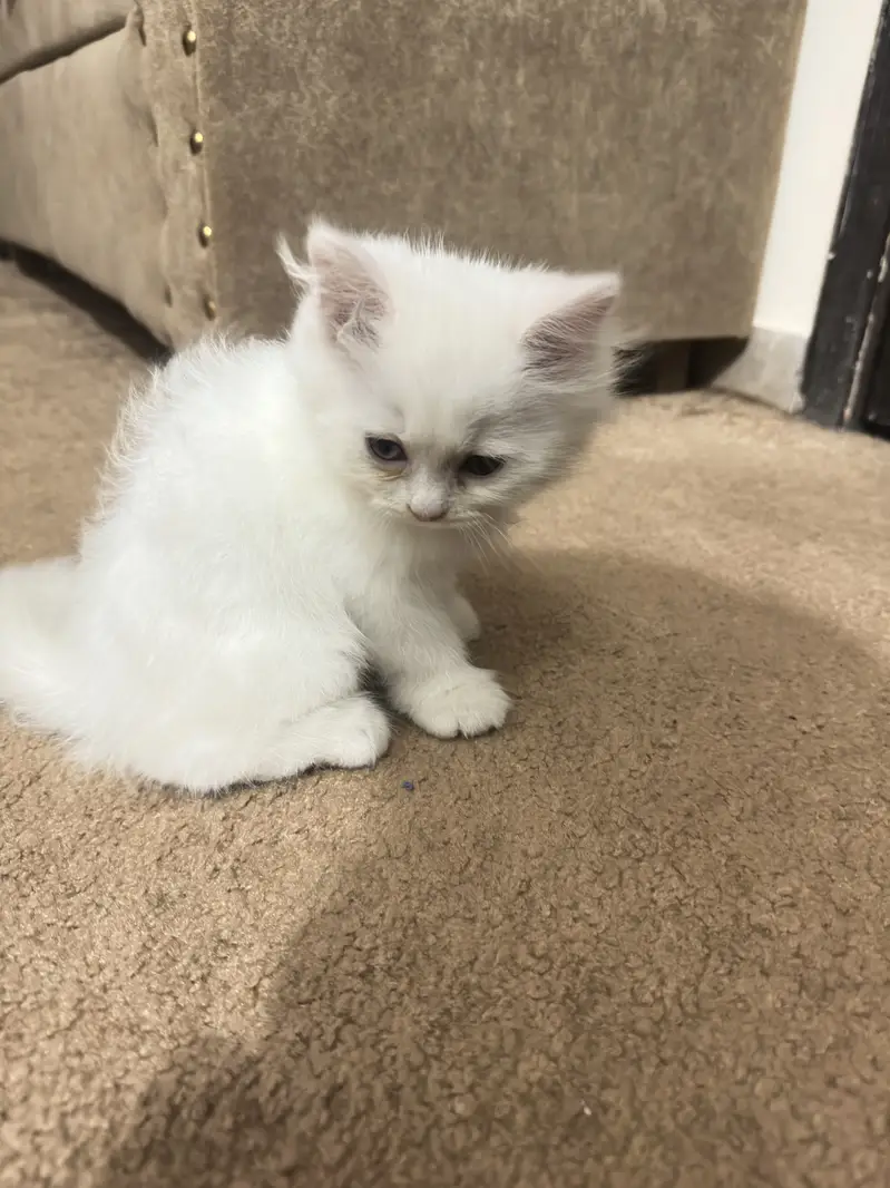 White male kitten — photo 3