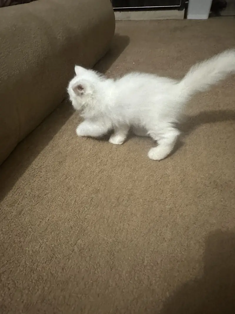 White male kitten — photo 4