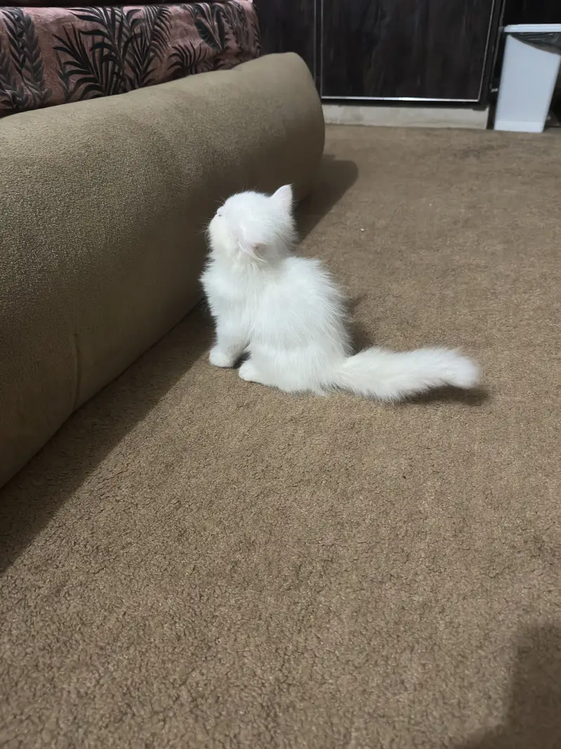 White male kitten — photo 5