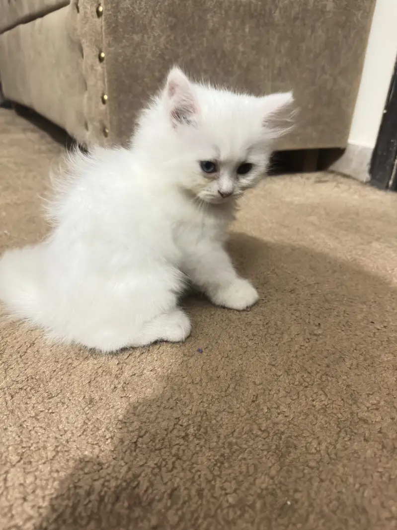 White male kitten — photo 6