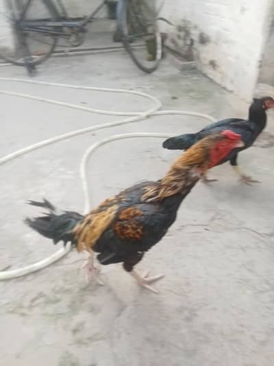 Hens 1