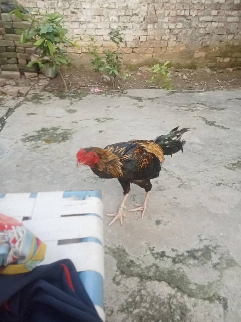 Hens 1 1
