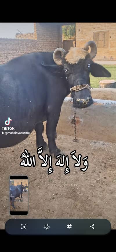 For sale buffalo